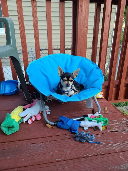 Dr. Mike's Furry Friends Small Animal Hospital Picture 8
