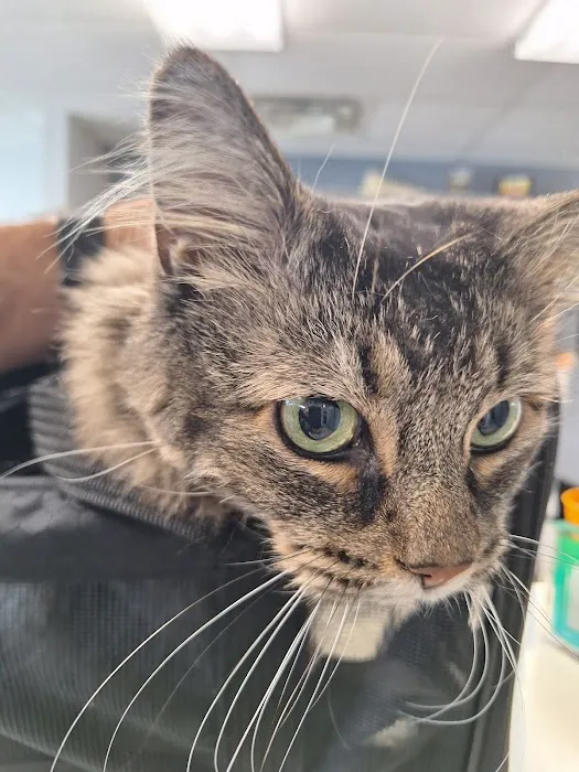 Dr. Mike's Furry Friends Small Animal Hospital Picture 6