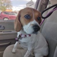 Vetco Vaccination Clinic ico