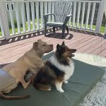 Gerber Small Animal Hospital