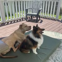 Gerber Small Animal Hospital ico