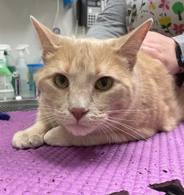 Animal Kingdom Veterinary Hospital Picture 1