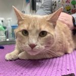 Animal Kingdom Veterinary Hospital
