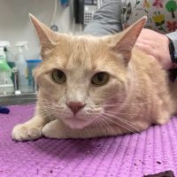 Animal Kingdom Veterinary Hospital ico