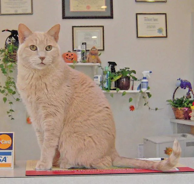 Animal Kingdom Veterinary Hospital Picture 2