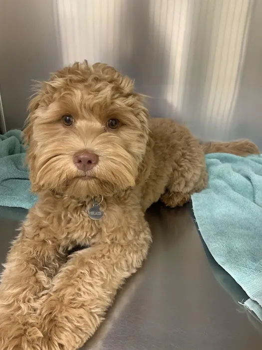 Animal Kingdom Veterinary Hospital Picture 4