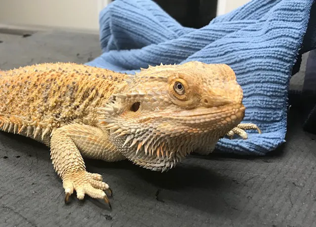 Animal Kingdom Veterinary Hospital Picture 8
