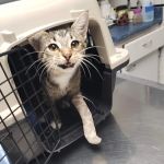 Ford Veterinary Associates PC