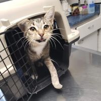 Ford Veterinary Associates PC ico