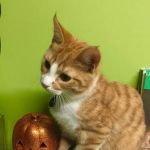 West Side Pet Clinic