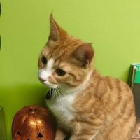 West Side Pet Clinic ico