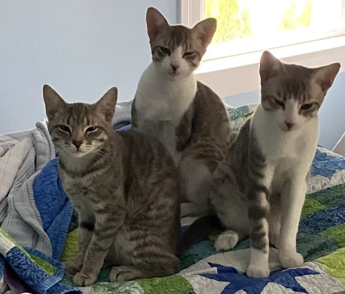 Twinbrook Veterinary Hospital Picture 8