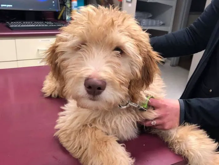 Twinbrook Veterinary Hospital Picture 9