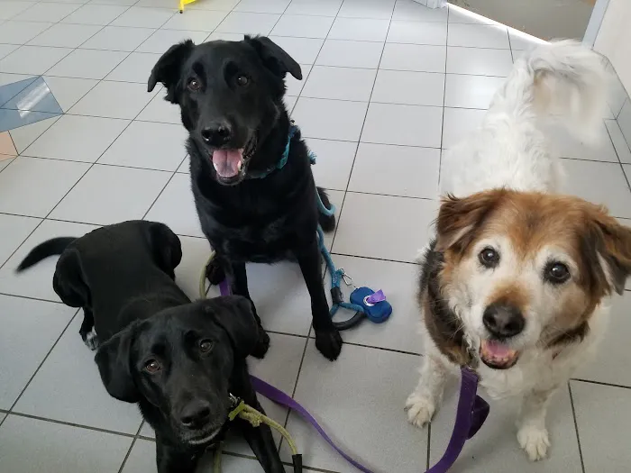 Animal Kingdom Pet Hospital Picture 1