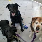 Animal Kingdom Pet Hospital