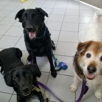 Animal Kingdom Pet Hospital ico