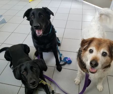 Animal Kingdom Pet Hospital