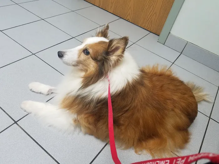 Animal Kingdom Pet Hospital Picture 4