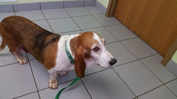 Animal Kingdom Pet Hospital Picture 5