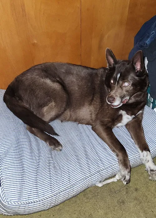 Northwest PA Pet Emergency Center Picture 1