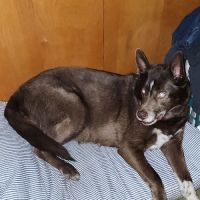 Northwest PA Pet Emergency Center ico