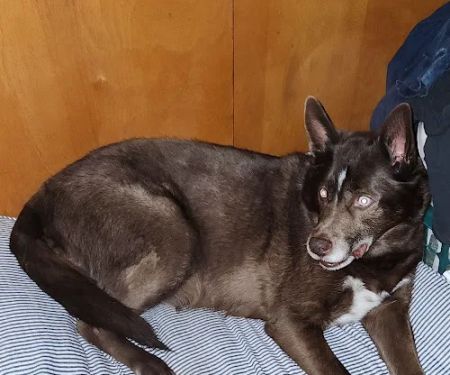 Northwest PA Pet Emergency Center