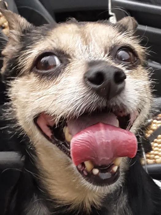 Northwest PA Pet Emergency Center Picture 6