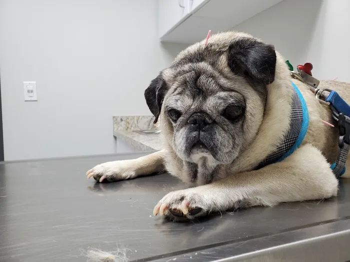 Glenwood Pet Hospital: Dr. Erica Jewell Picture 3