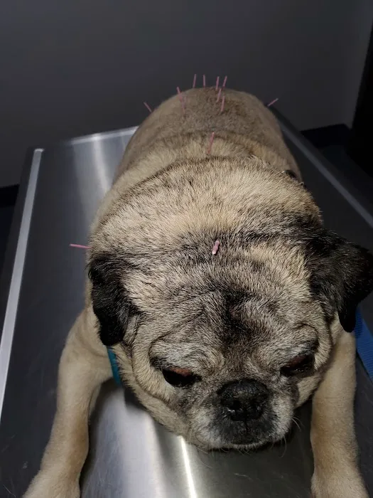 Glenwood Pet Hospital: Dr. Erica Jewell Picture 1