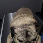 Glenwood Pet Hospital: Dr. Erica Jewell