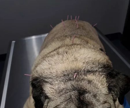 Glenwood Pet Hospital: Dr. Erica Jewell