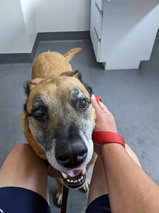 Glenwood Pet Hospital: Dr. Erica Jewell Picture 4
