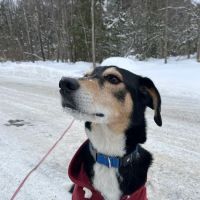 McKean Veterinary Hospital ico