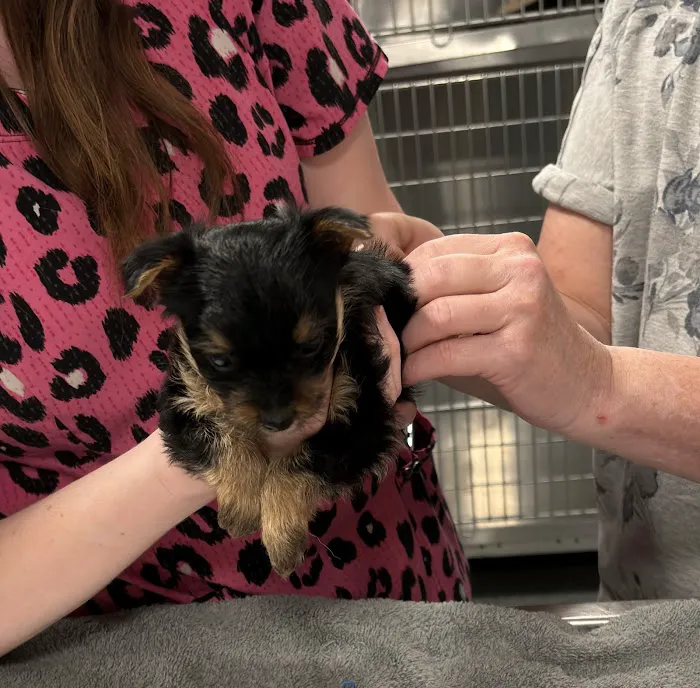 Summit Pet Hospital & Care Center Picture 1