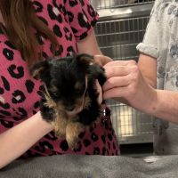 Summit Pet Hospital & Care Center ico