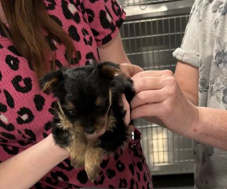 Summit Pet Hospital & Care Center