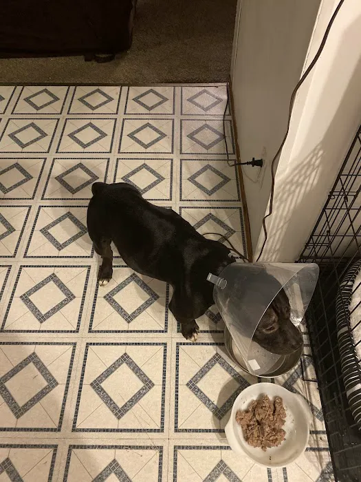 Summit Pet Hospital & Care Center Picture 2