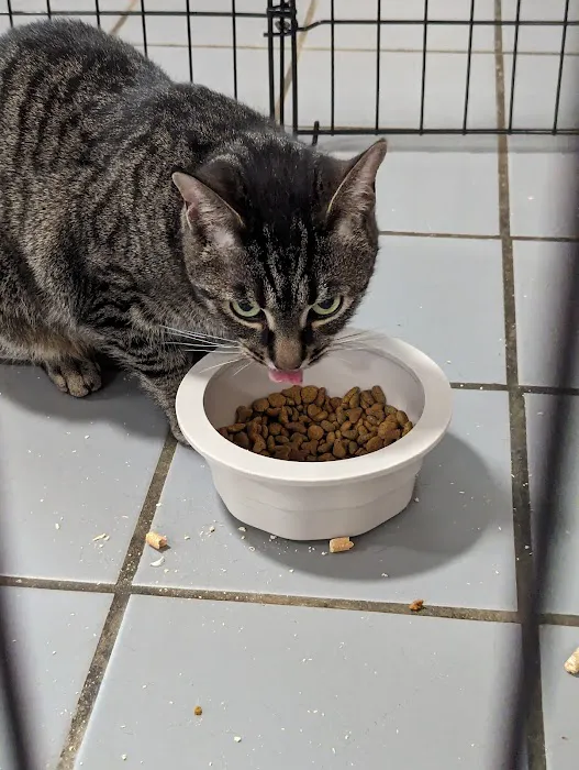Summit Pet Hospital & Care Center Picture 9