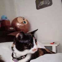 Erie Humane Society Pet Wellness Clinic ico
