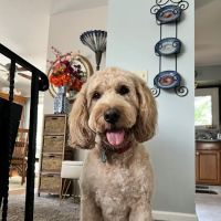 Glenwood Pet Hospital ico
