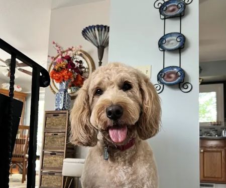 Glenwood Pet Hospital