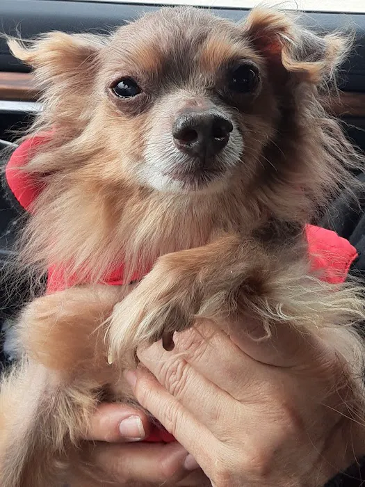 Glenwood Pet Hospital: Dr. Erin Gorney Picture 2