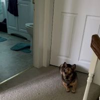 Cardigan Veterinary Clinic ico