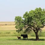 Pro Livestock Solutions