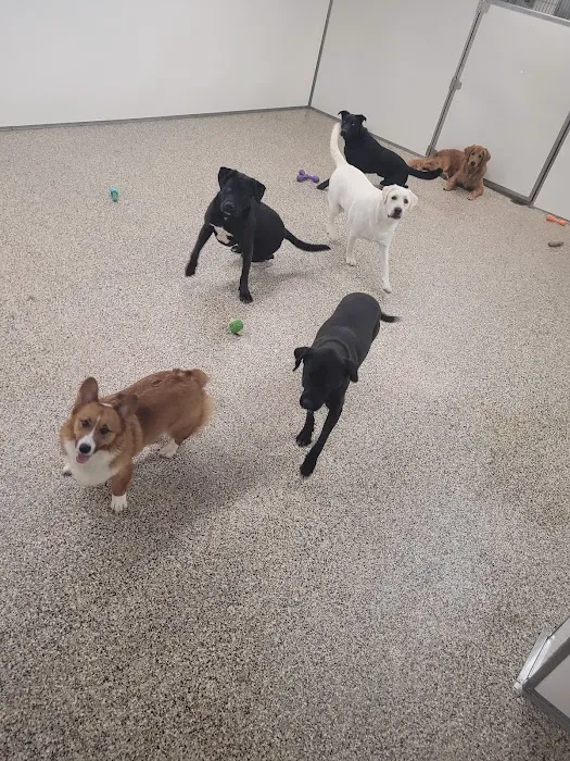 Animal Medical Center of the Upper Valley Picture 2