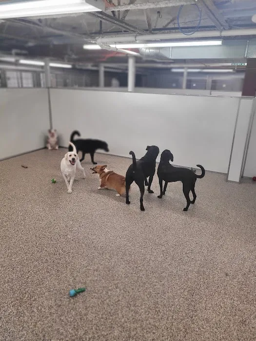 Animal Medical Center of the Upper Valley Picture 1