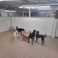 Animal Medical Center of the Upper Valley ico