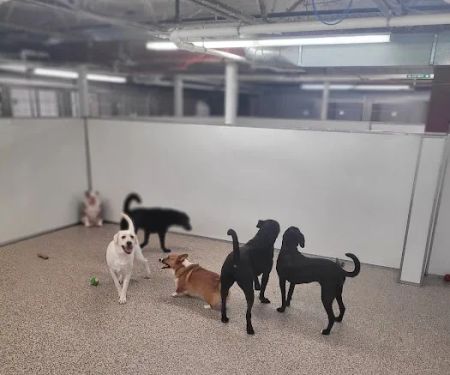 Animal Medical Center of the Upper Valley