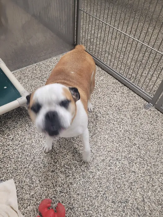 Animal Medical Center of the Upper Valley Picture 5