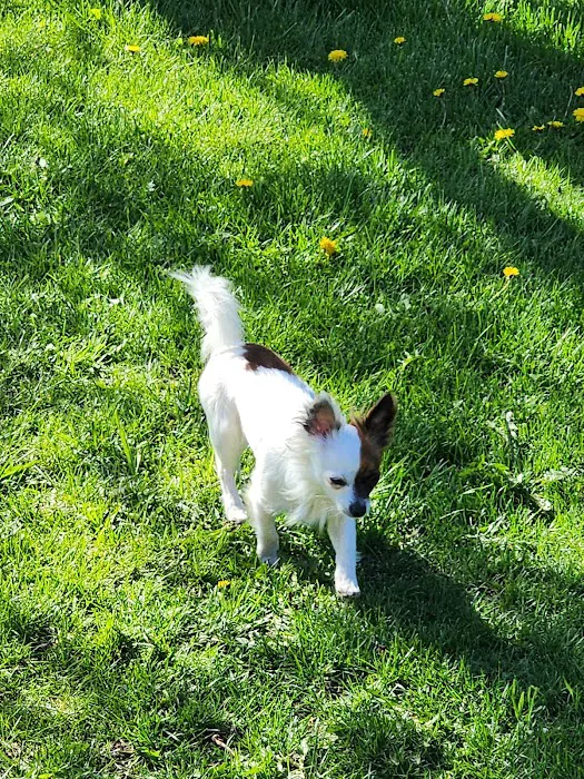 Animal Medical Center of the Upper Valley Picture 7